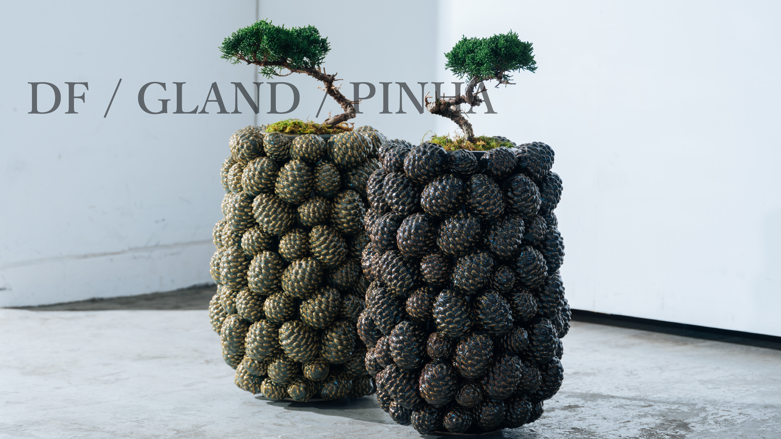 DF / GLAND / PINHA